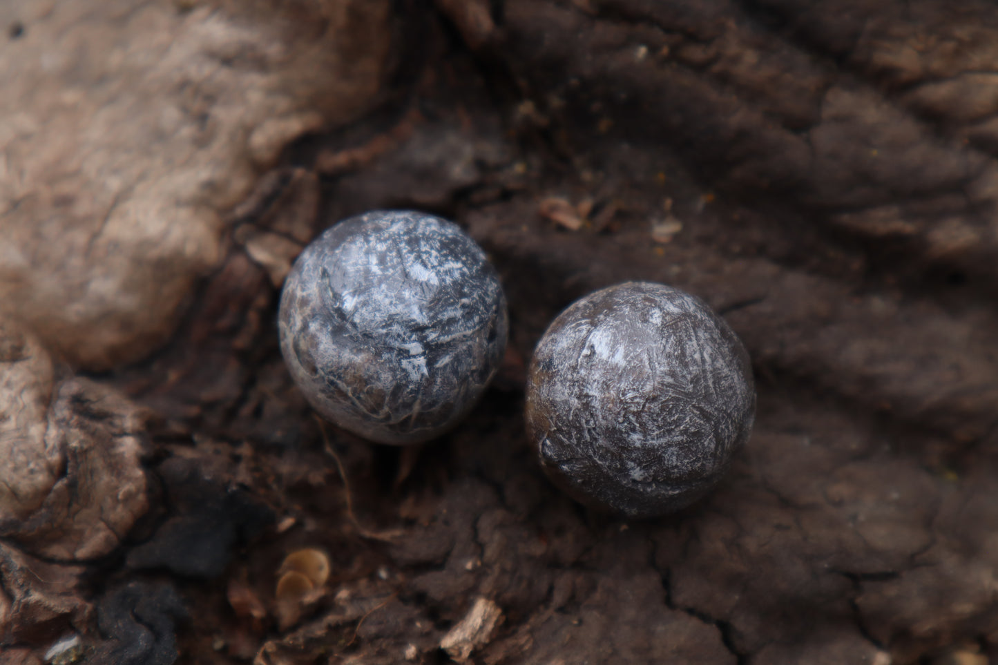 Dry Preserved Coyote Eyeballs