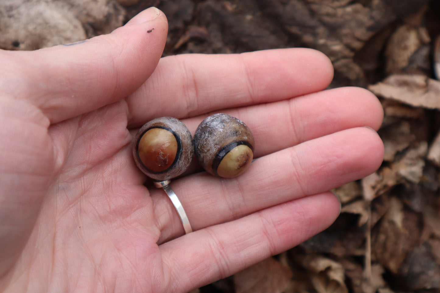 Dry Preserved Coyote Eyeballs