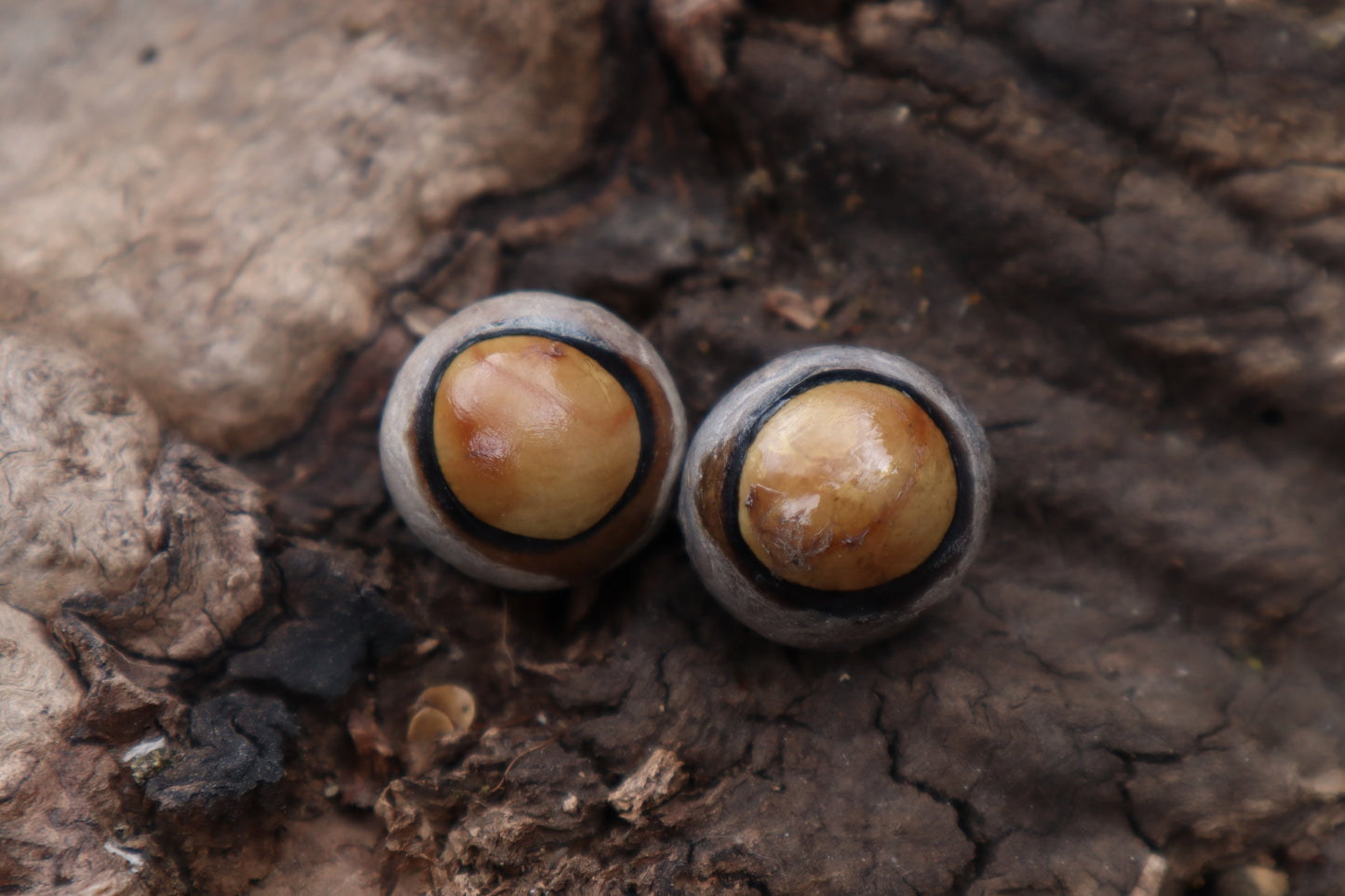 Dry Preserved Coyote Eyeballs
