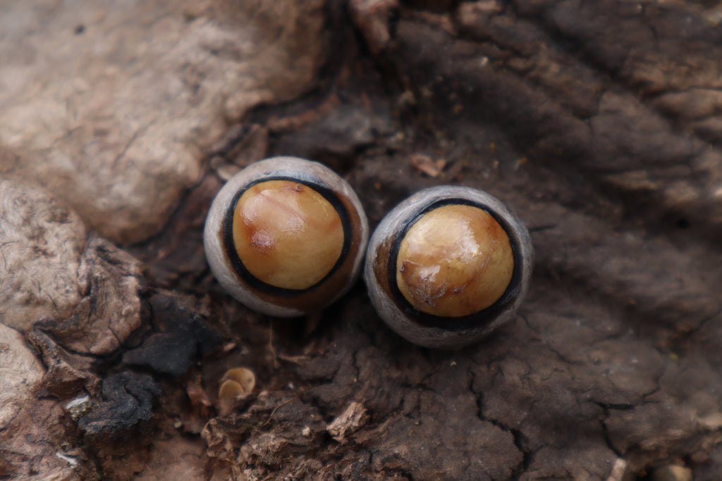 Dry Preserved Coyote Eyeballs