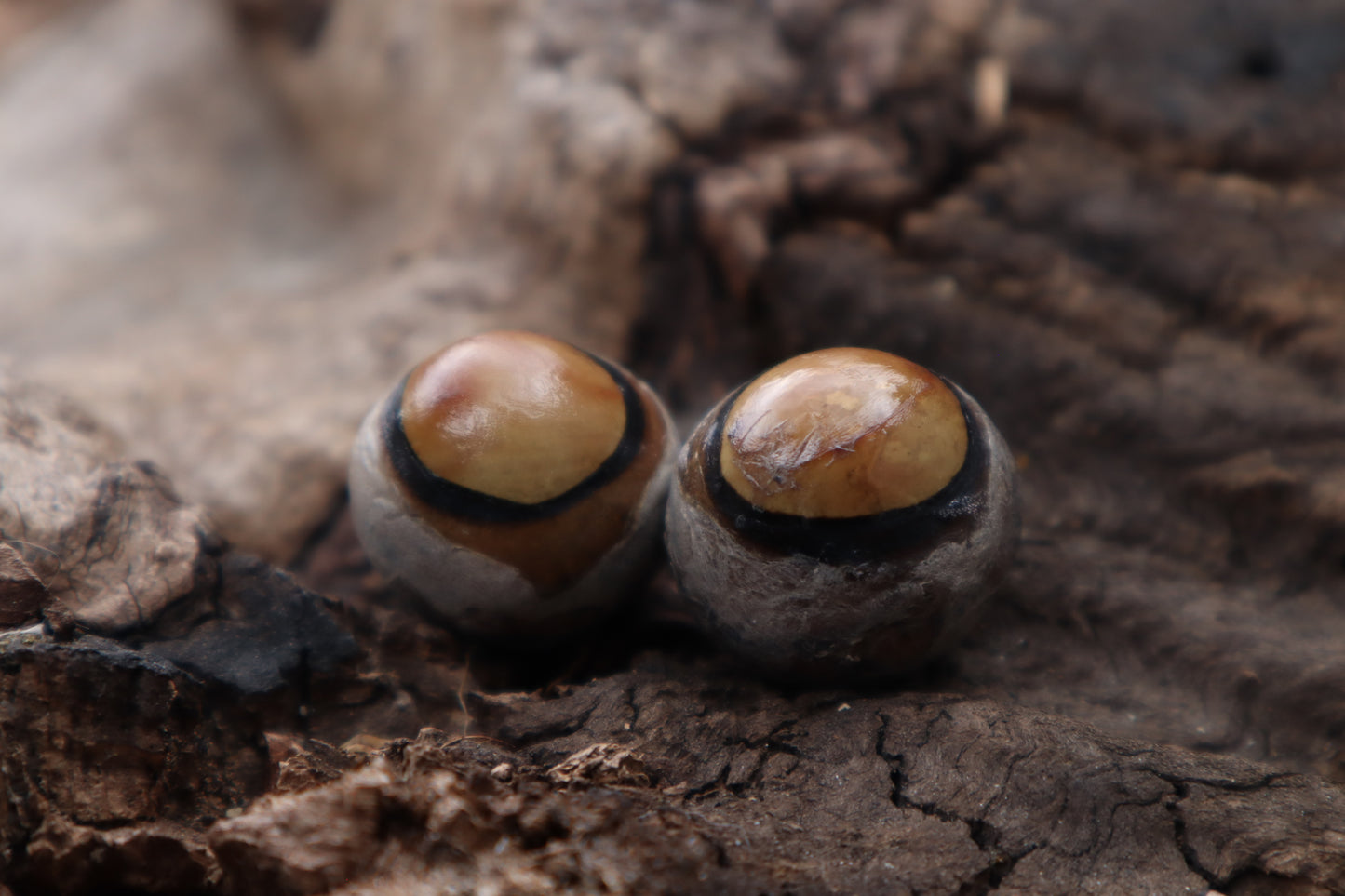 Dry Preserved Coyote Eyeballs