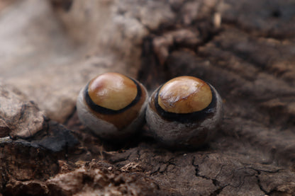Dry Preserved Coyote Eyeballs
