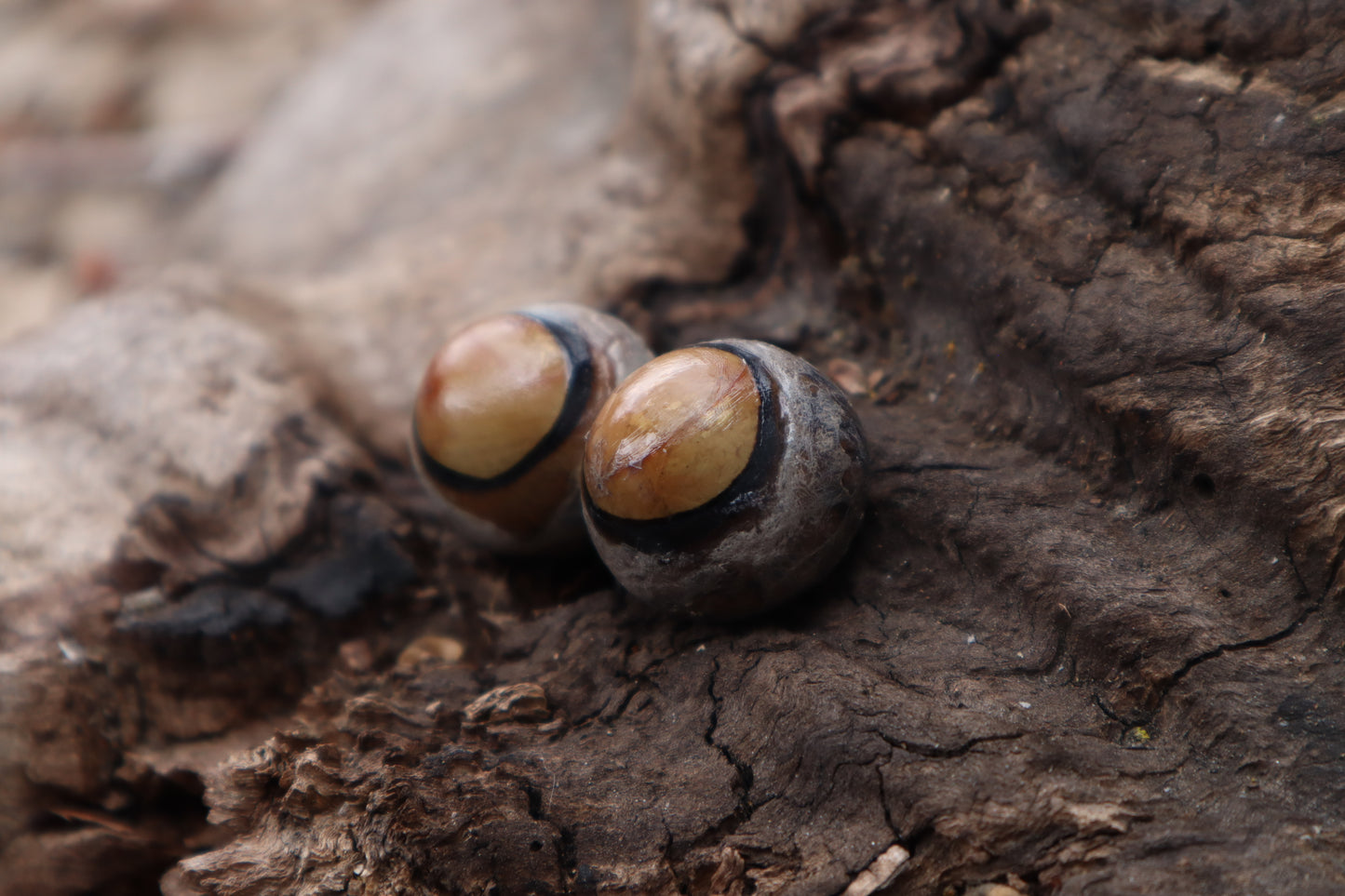 Dry Preserved Coyote Eyeballs