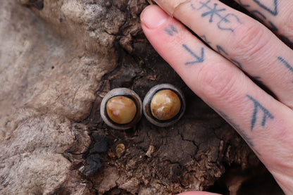 Dry Preserved Coyote Eyeballs
