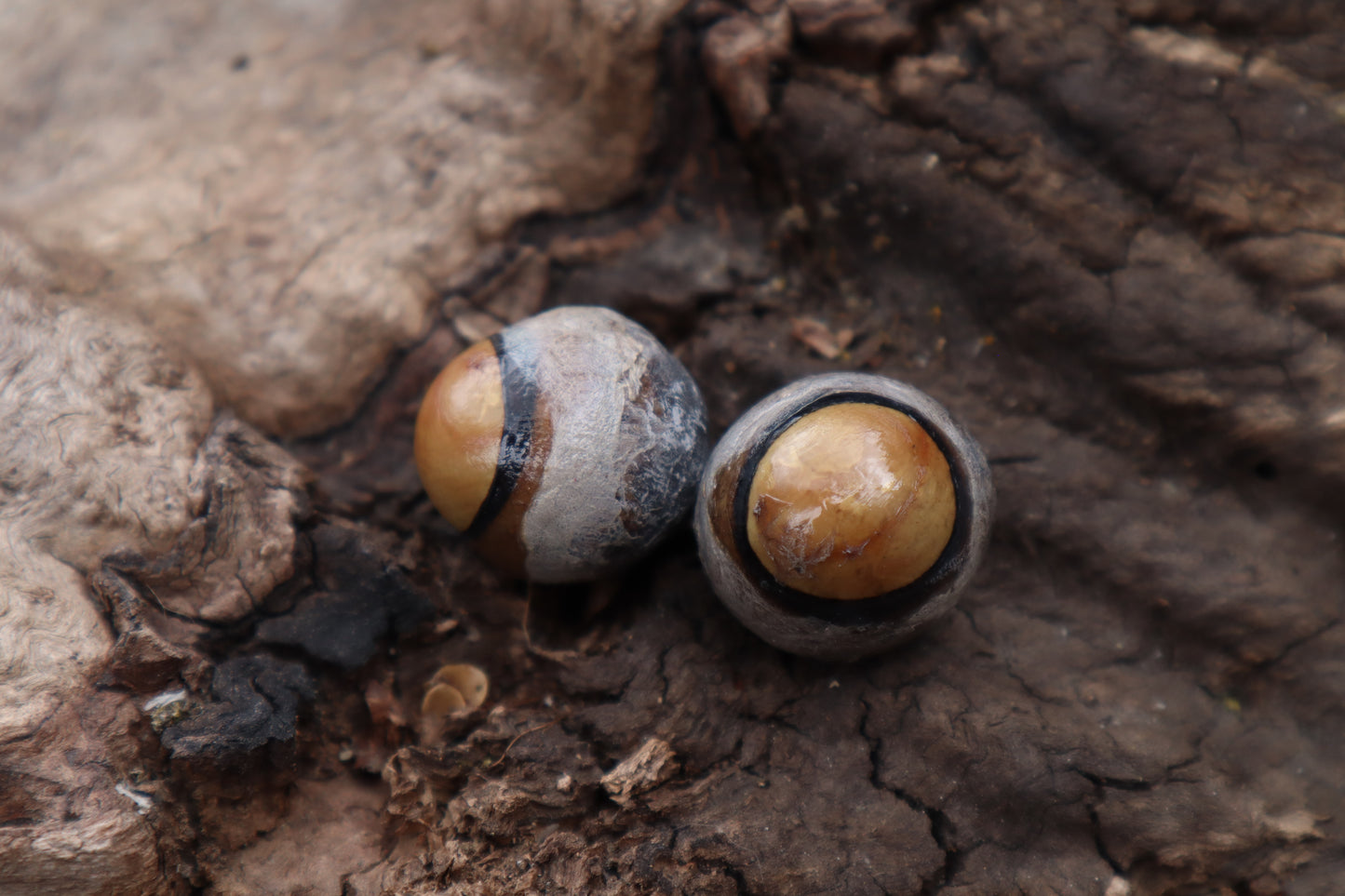 Dry Preserved Coyote Eyeballs