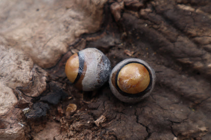 Dry Preserved Coyote Eyeballs