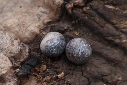 Dry Preserved Coyote Eyeballs