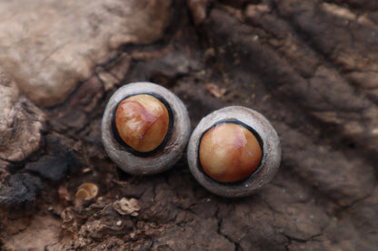 Dry Preserved Coyote Eyeballs