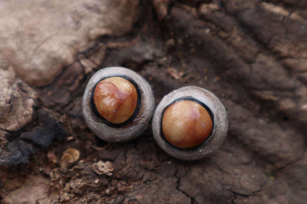 Dry Preserved Coyote Eyeballs