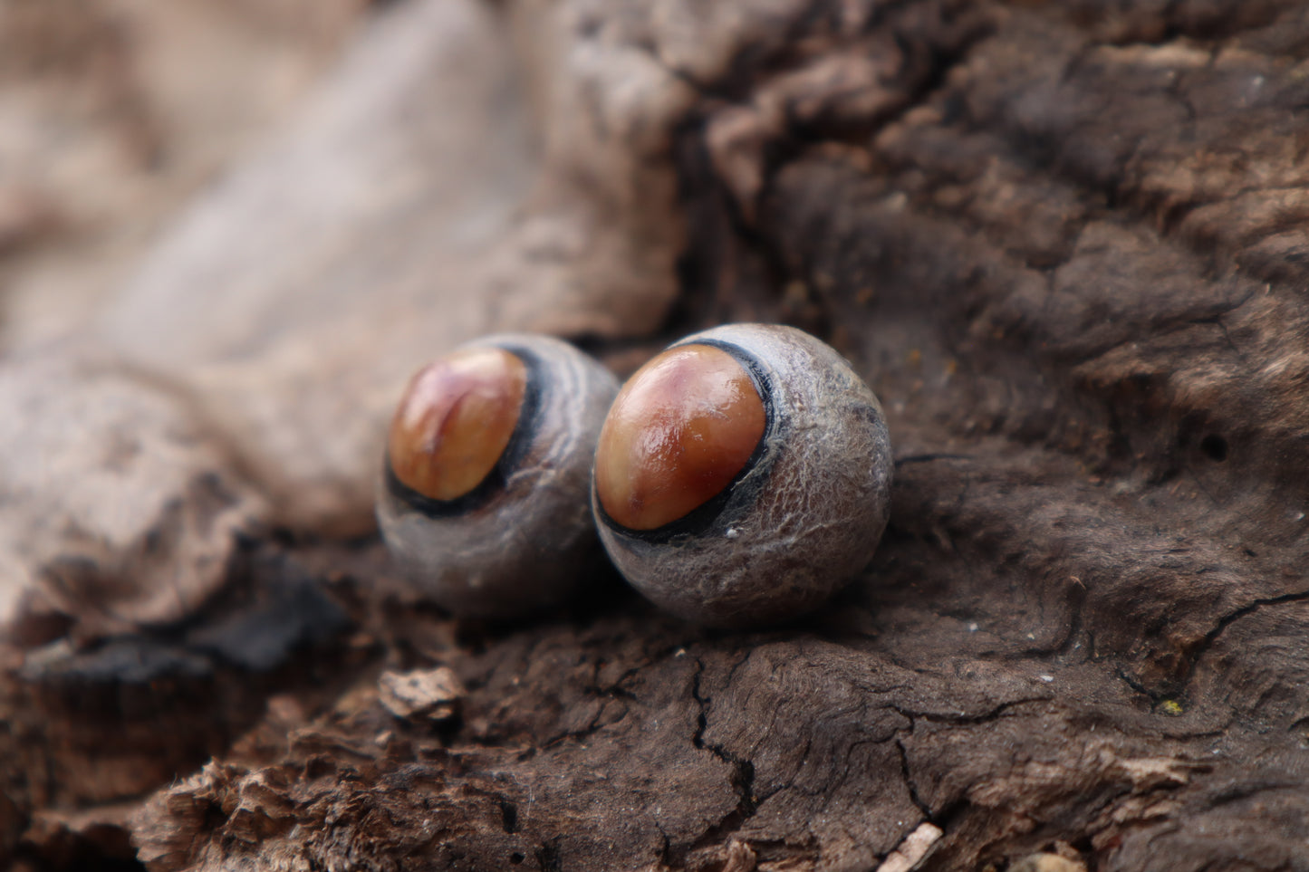 Dry Preserved Coyote Eyeballs