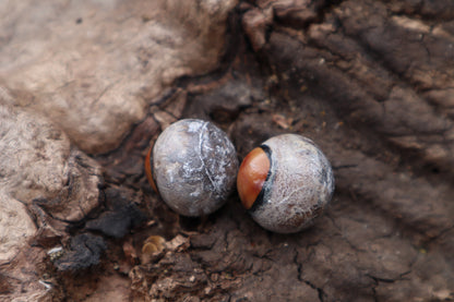 Dry Preserved Coyote Eyeballs