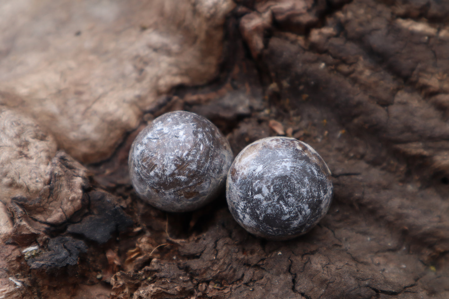 Dry Preserved Coyote Eyeballs