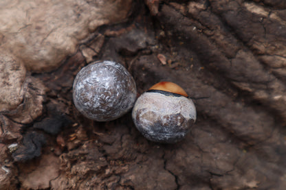 Dry Preserved Coyote Eyeballs