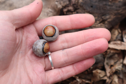 Dry Preserved Coyote Eyeballs