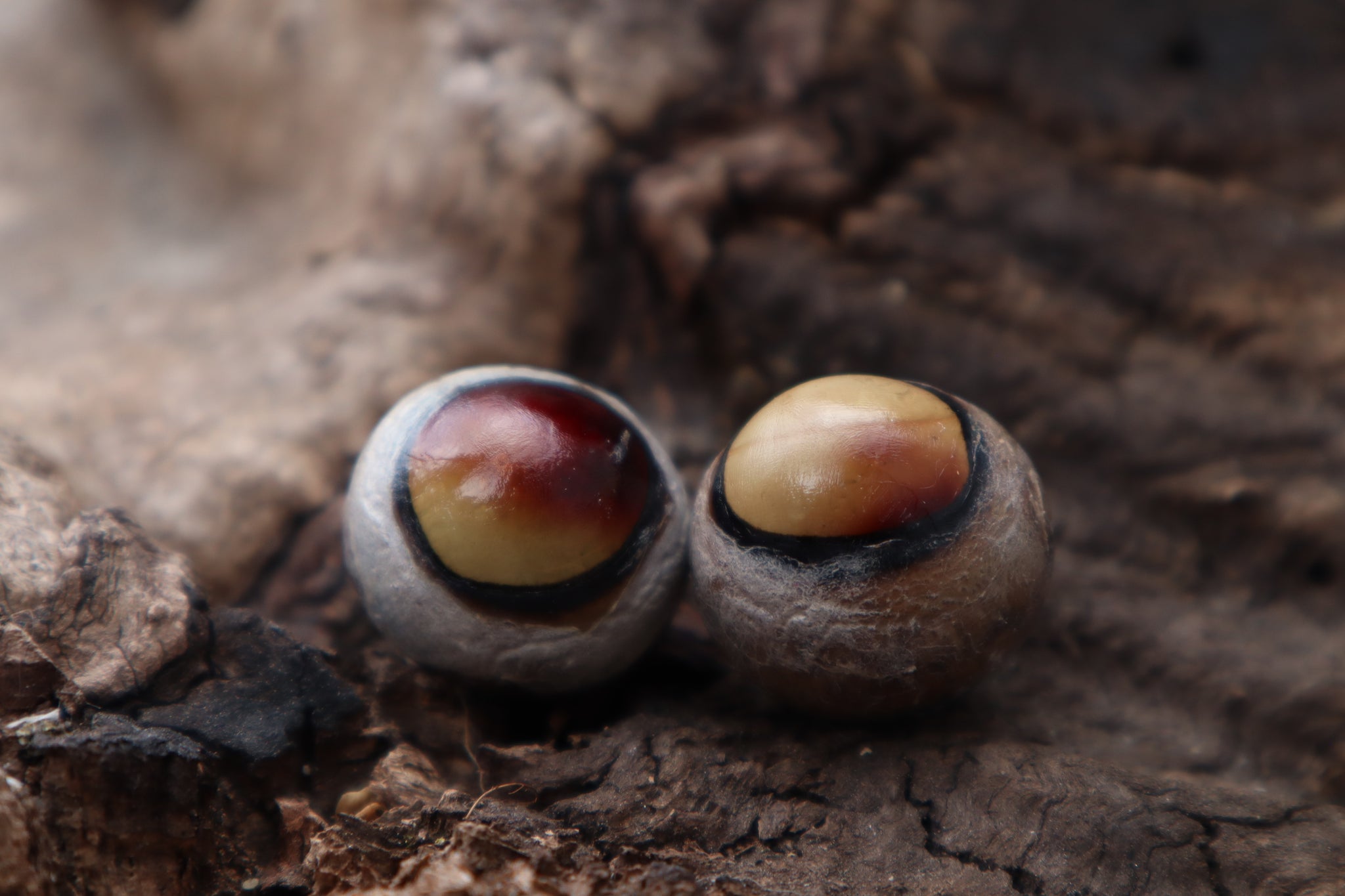 Dry Preserved Coyote Eyeballs