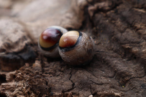 Dry Preserved Coyote Eyeballs