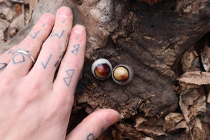 Dry Preserved Coyote Eyeballs