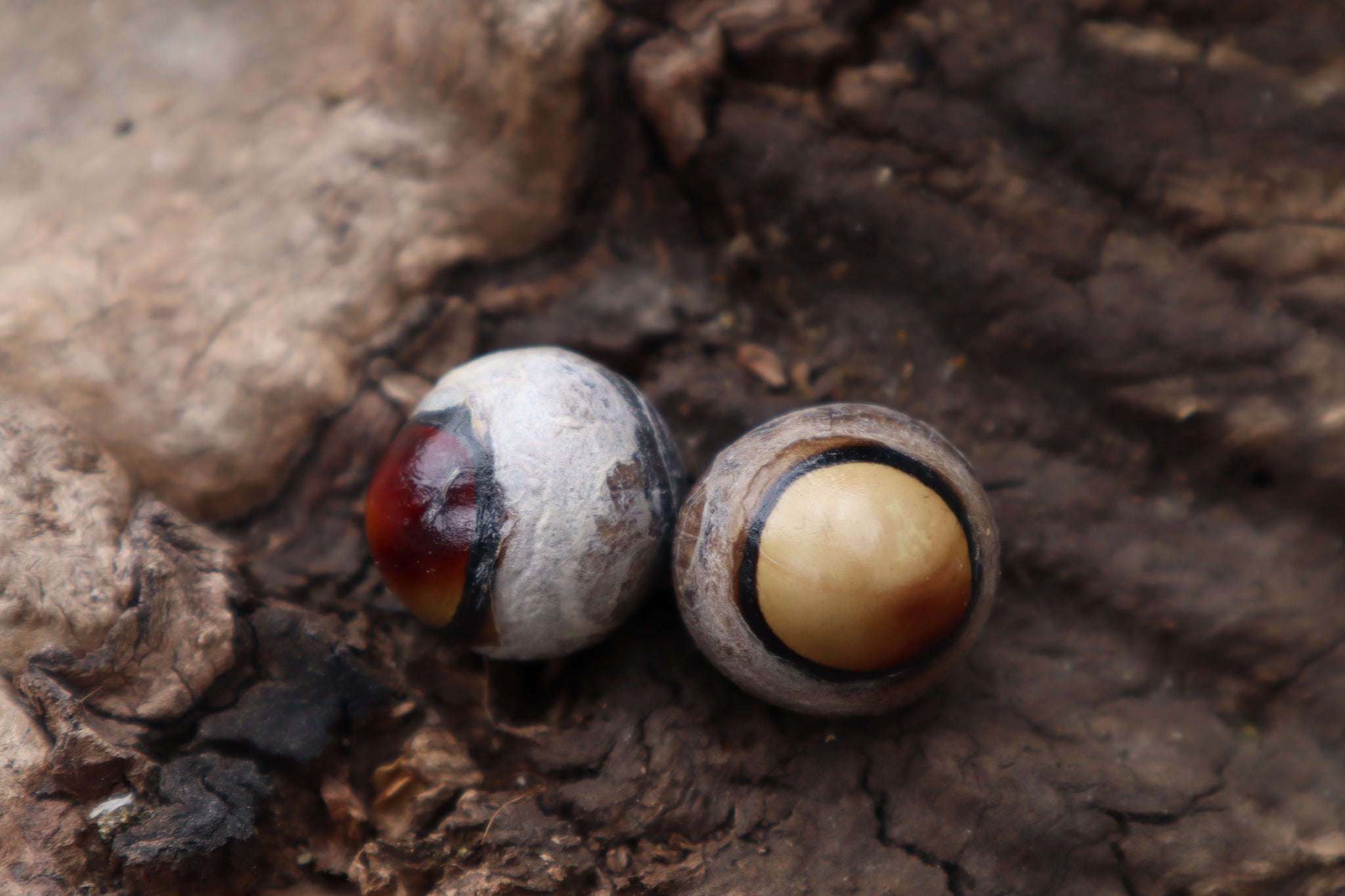 Dry Preserved Coyote Eyeballs