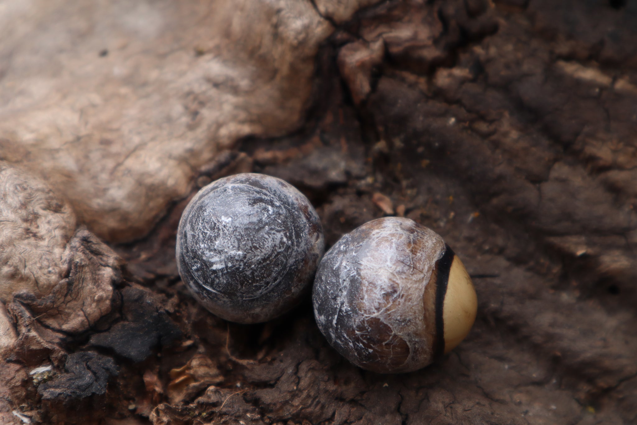 Dry Preserved Coyote Eyeballs