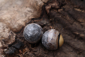 Dry Preserved Coyote Eyeballs