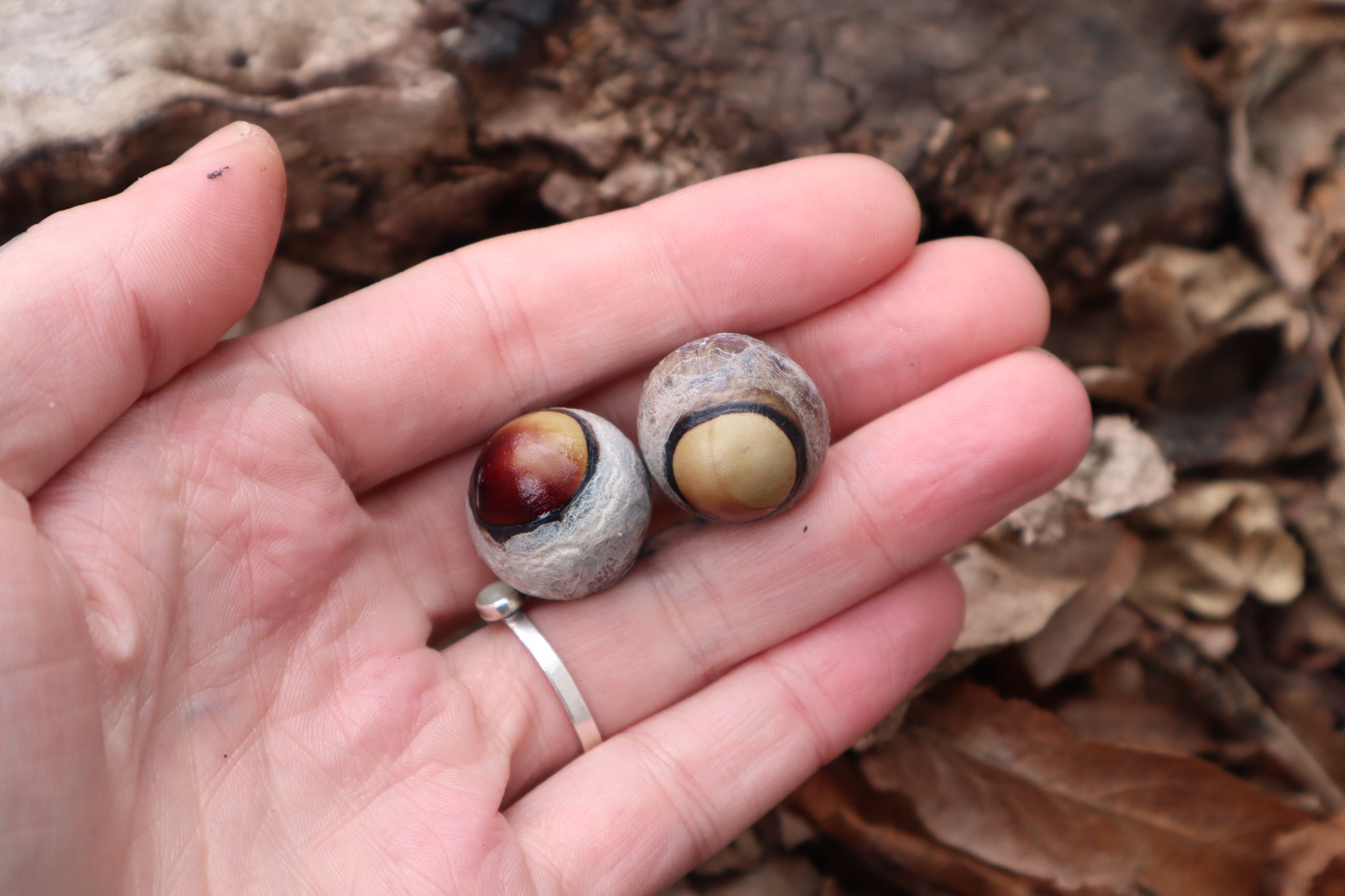 Dry Preserved Coyote Eyeballs