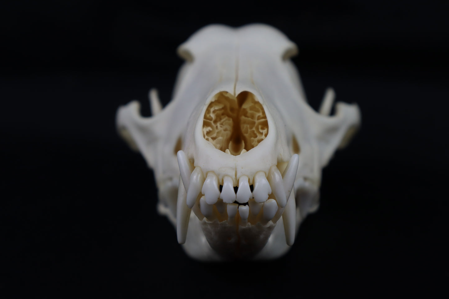 Hyperdontia Coyote Skull