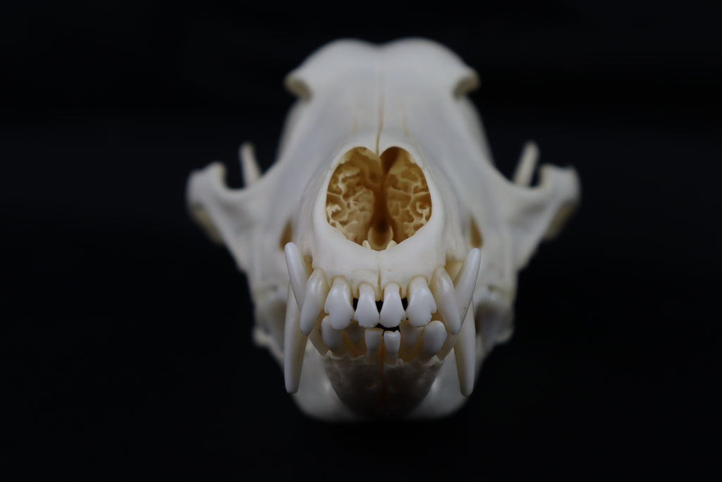 Hyperdontia Coyote Skull