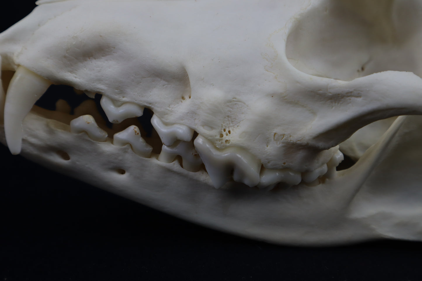 Hyperdontia Coyote Skull