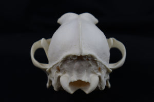 Hyperdontia Coyote Skull