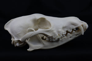 Hyperdontia Coyote Skull