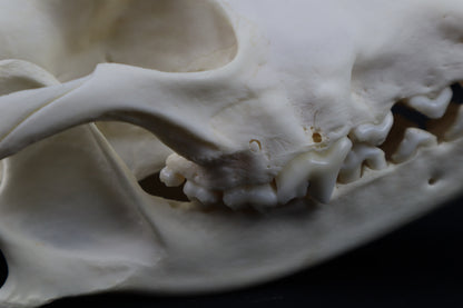 Hyperdontia Coyote Skull