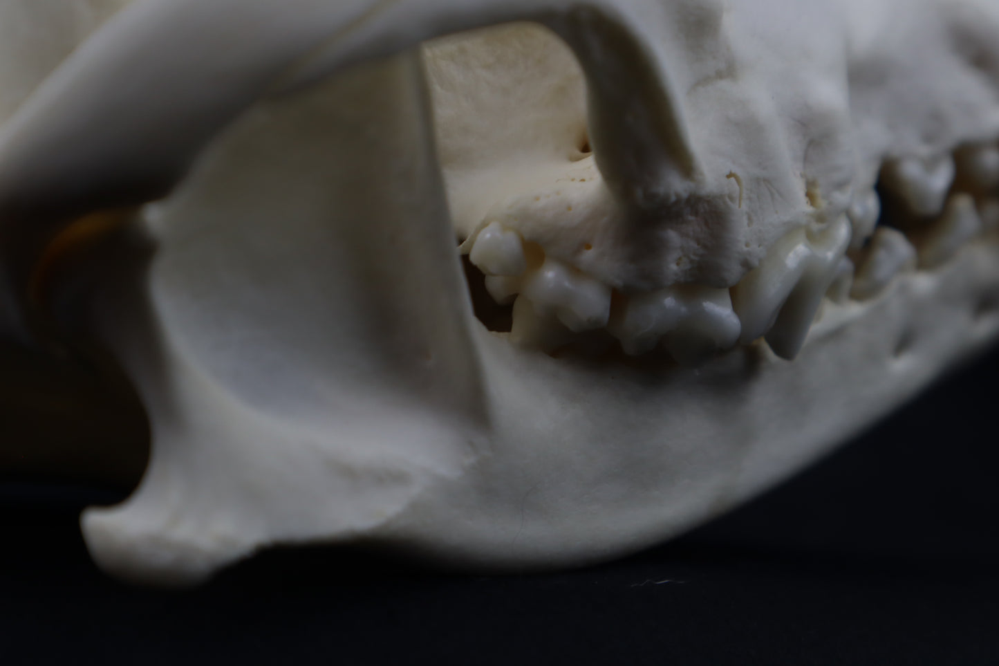 Hyperdontia Coyote Skull