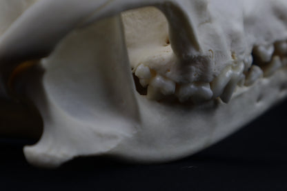 Hyperdontia Coyote Skull