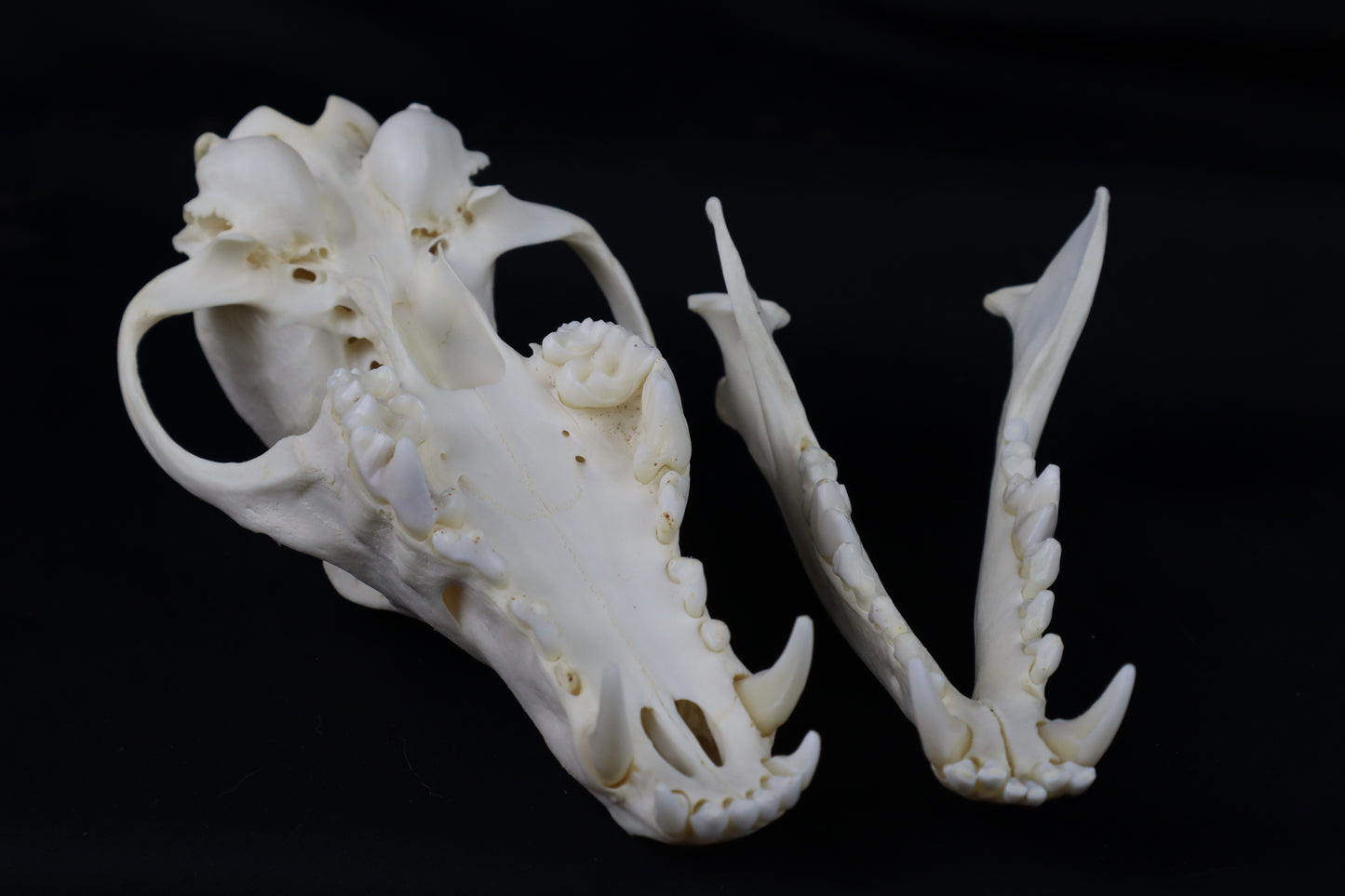 Hyperdontia Coyote Skull