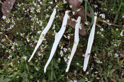 Coyote Baculum
