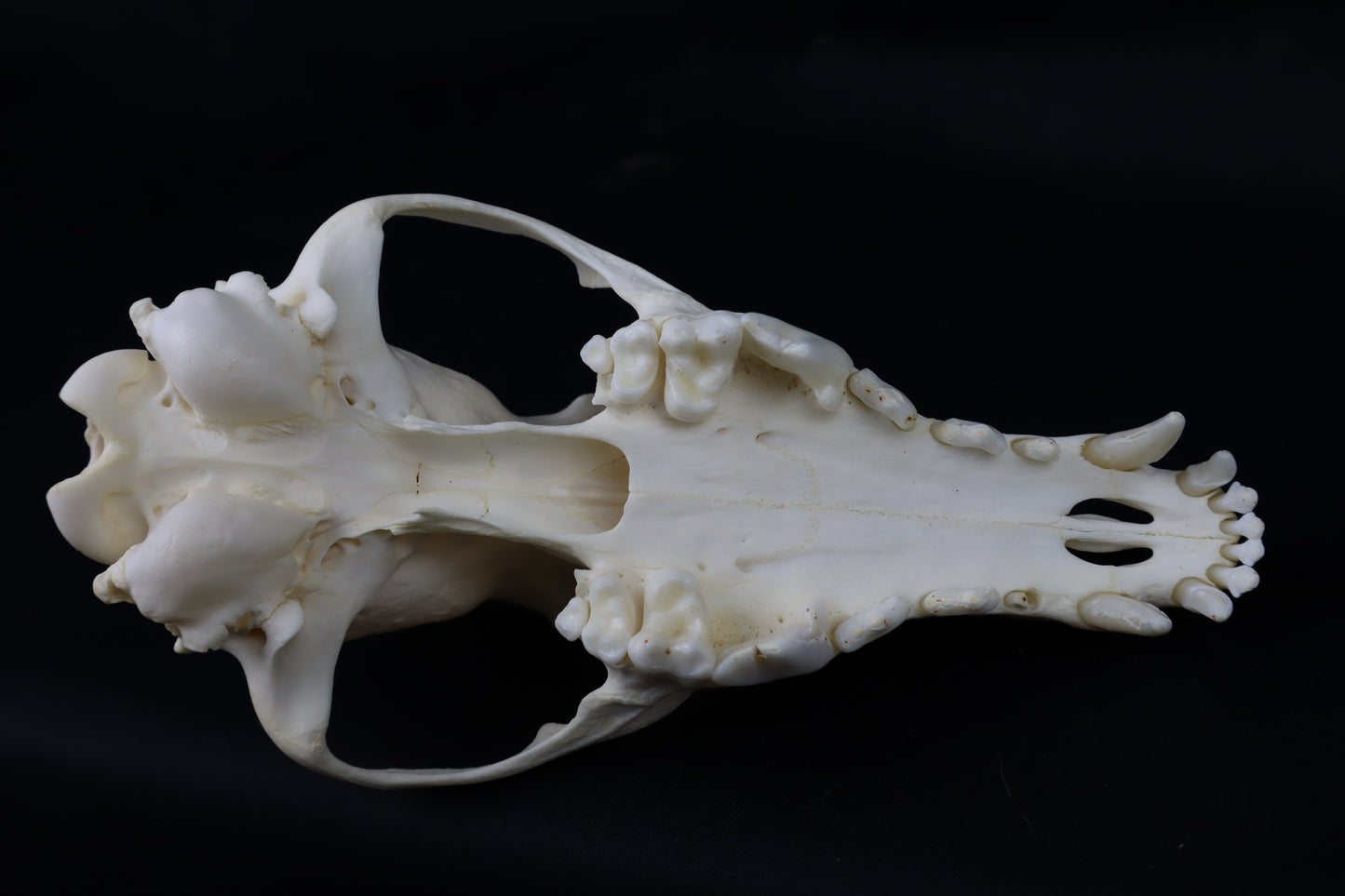 Hyperdontia Coyote Skull