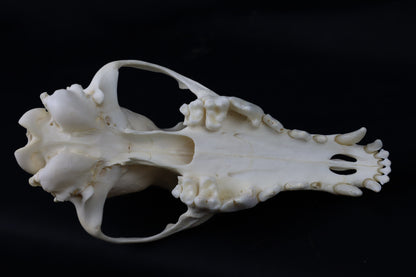 Hyperdontia Coyote Skull