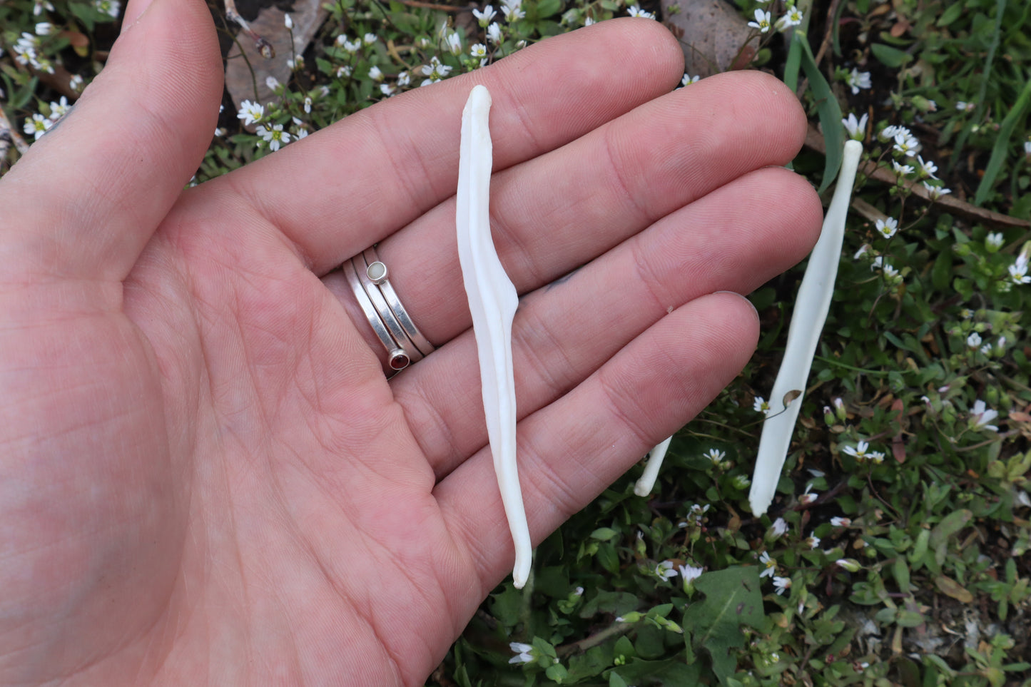 Coyote Baculum
