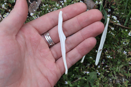 Coyote Baculum
