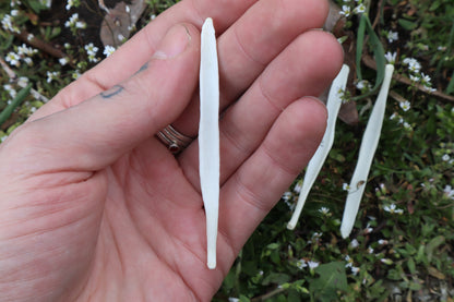 Coyote Baculum