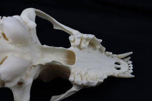 Hyperdontia Coyote Skull