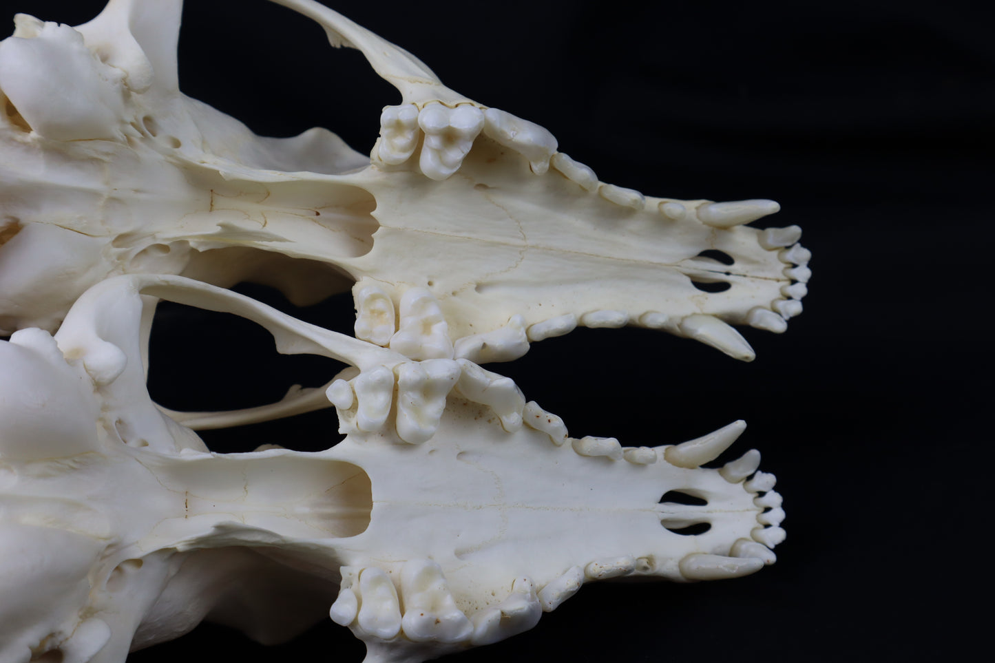 Hyperdontia Coyote Skull