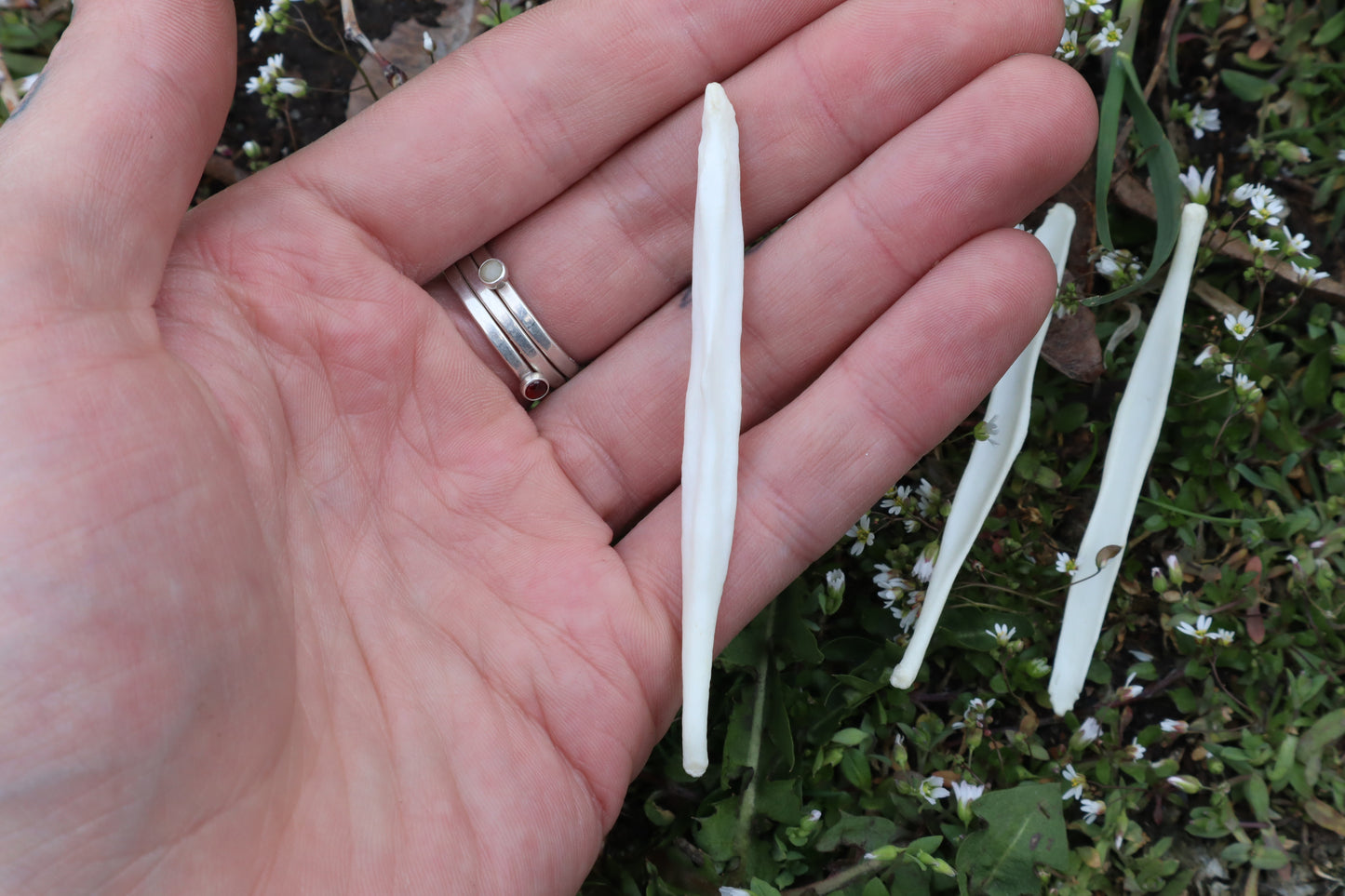 Coyote Baculum