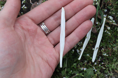 Coyote Baculum
