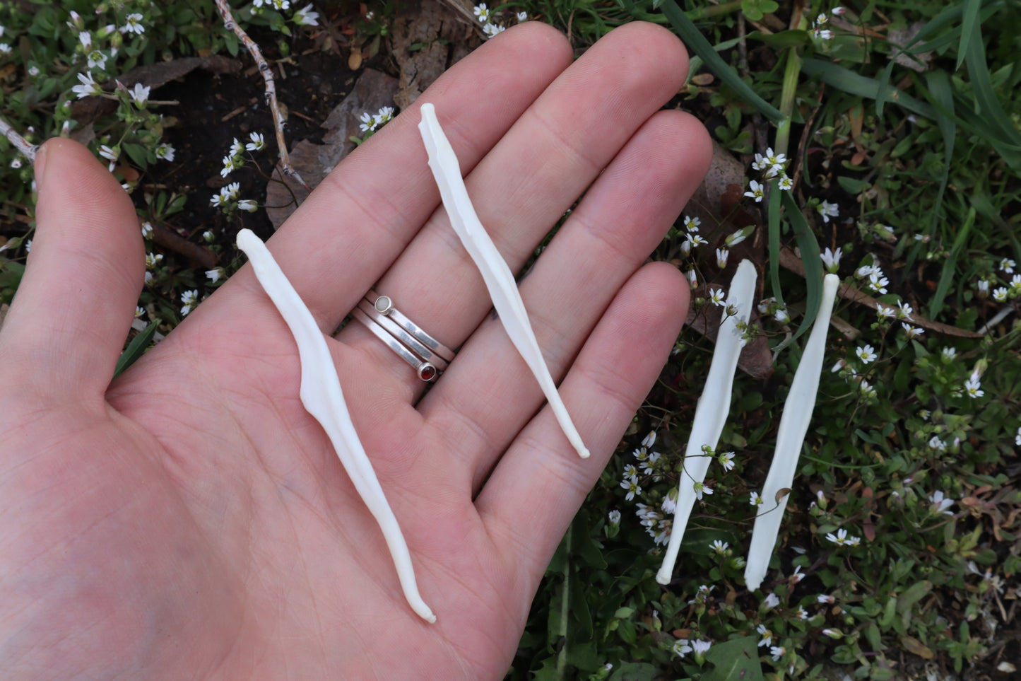 Coyote Baculum