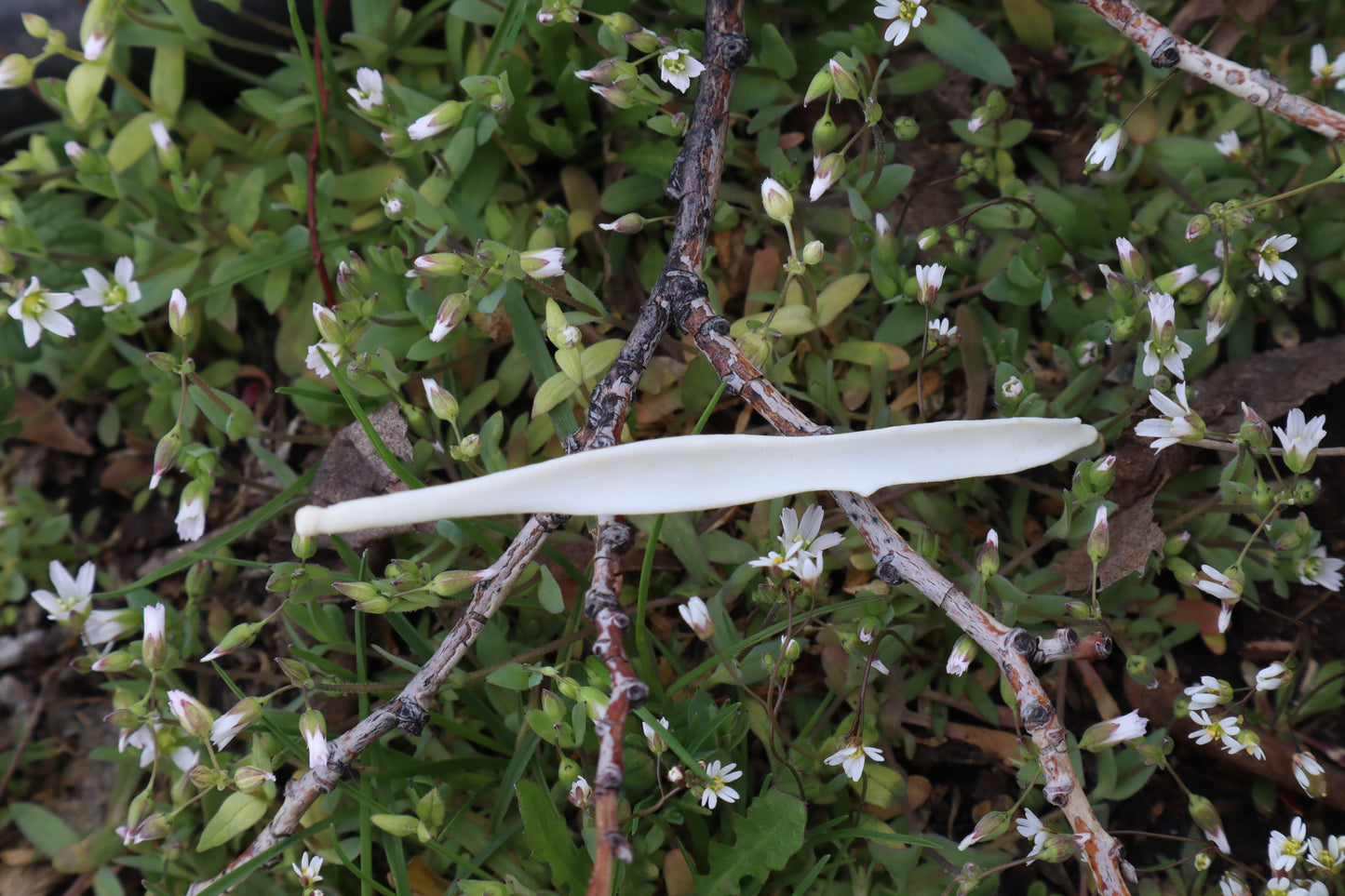 Coyote Baculum