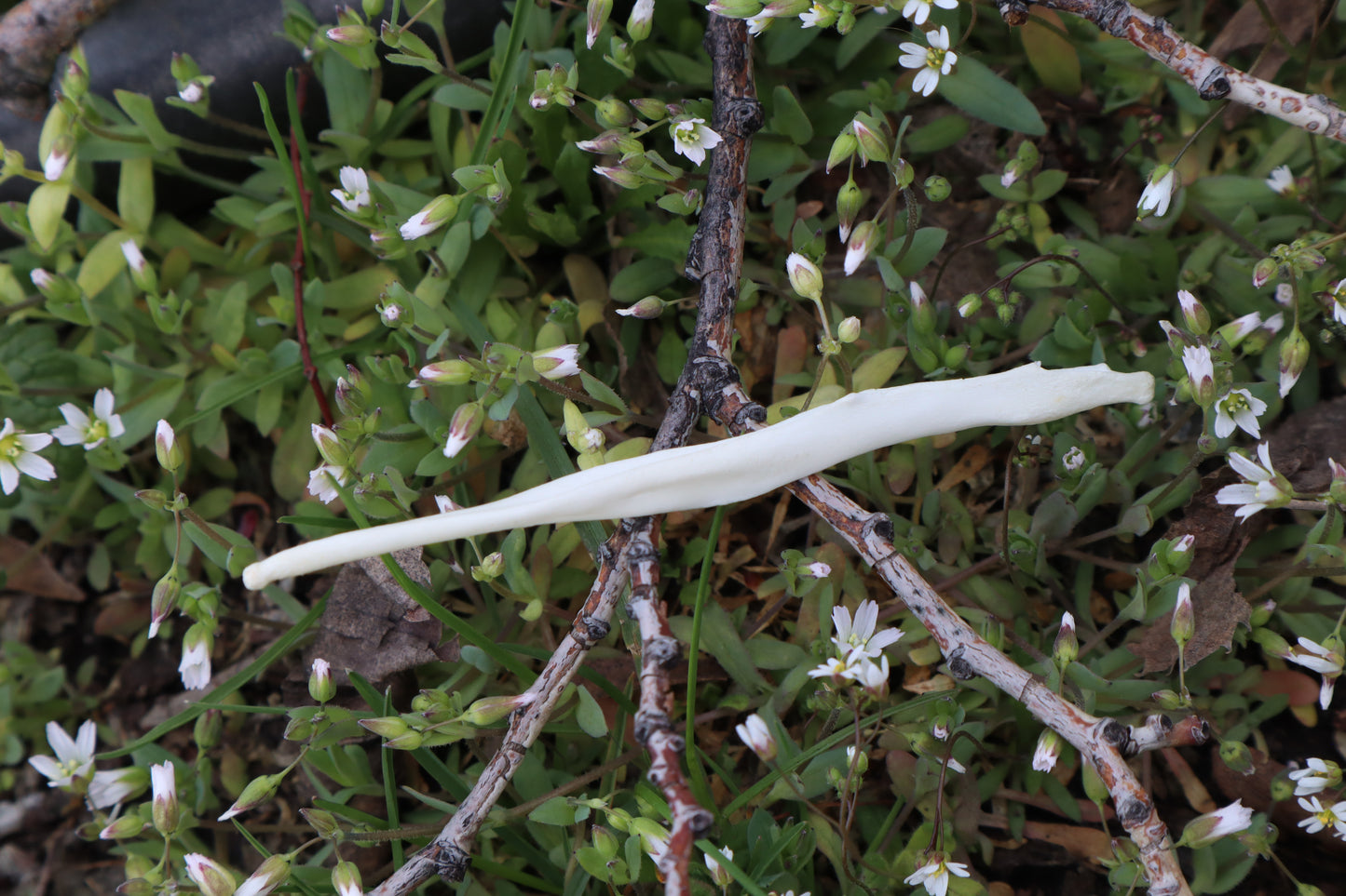 Coyote Baculum
