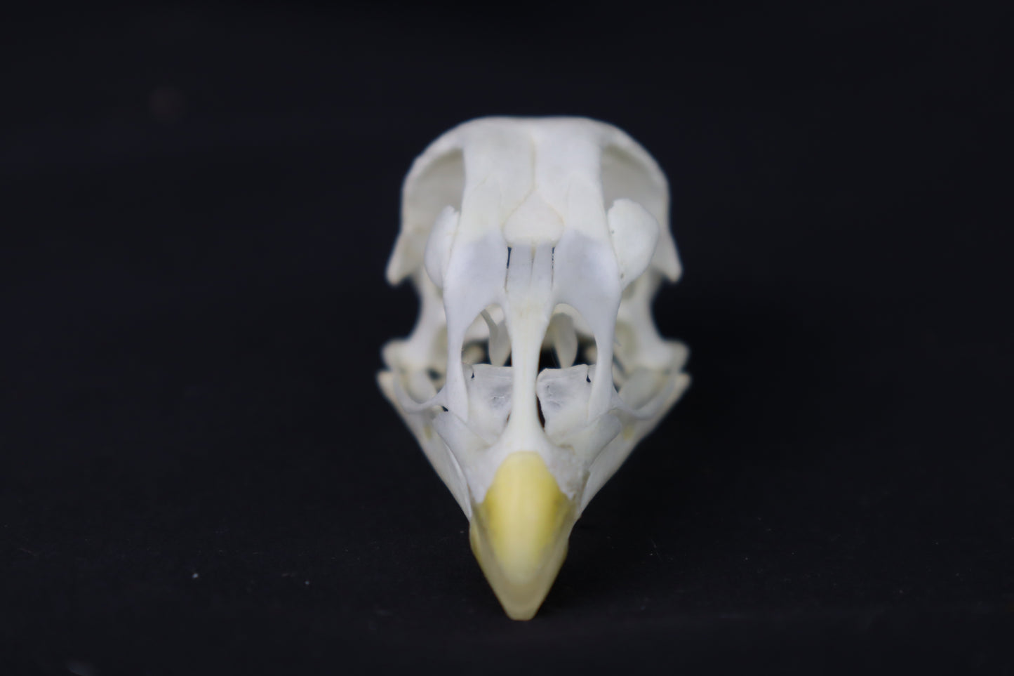 Chicken Skull