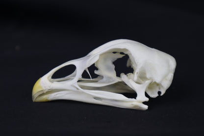 Chicken Skull