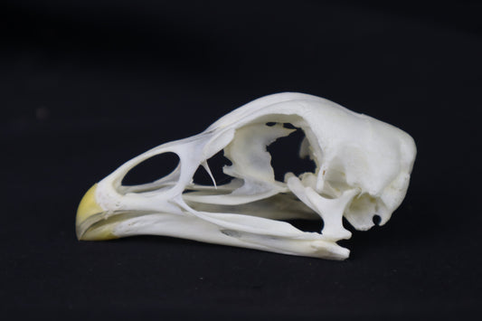 Chicken Skull